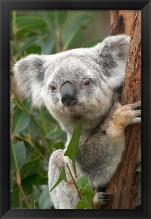 Framed Koala, Australia Print