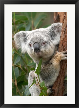 Framed Koala, Australia Print