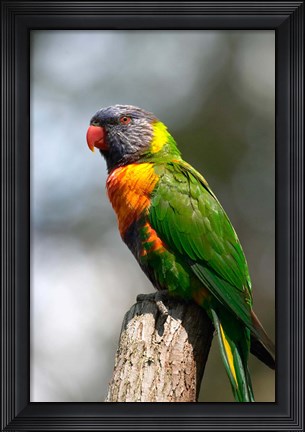 Framed Rainbow Lorikeet, Australia (close up) Print