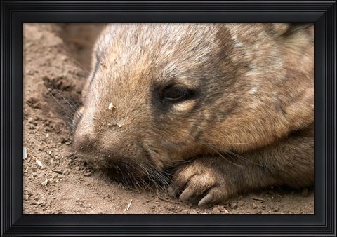 Framed Southern Hairy Nosed Wombat, Australia Print