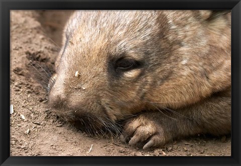 Framed Southern Hairy Nosed Wombat, Australia Print