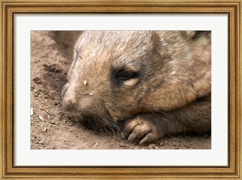 Framed Southern Hairy Nosed Wombat, Australia Print