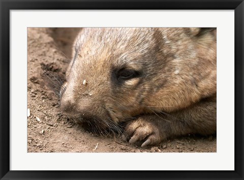 Framed Southern Hairy Nosed Wombat, Australia Print