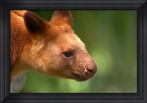 Framed Tree Kangaroo, Australia Print
