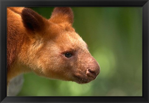 Framed Tree Kangaroo, Australia Print