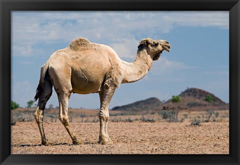 Framed Camel near Stuart Highway, Outback, Northern Territory, Australia Print