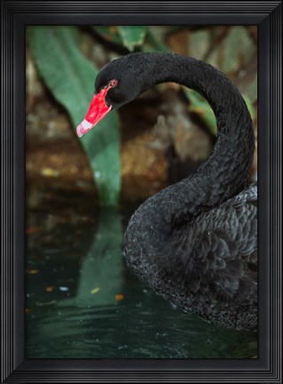 Framed Australia, Black Swan (Cygnus atratus) Print