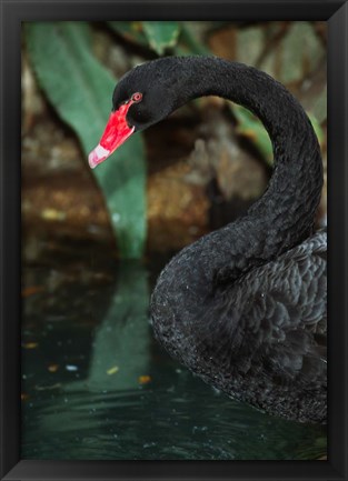 Framed Australia, Black Swan (Cygnus atratus) Print