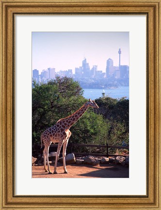 Framed Giraffe, Taronga Zoo, Sydney, Australia Print