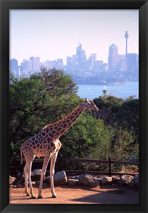 Framed Giraffe, Taronga Zoo, Sydney, Australia Print