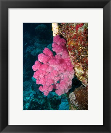 Framed Agincourt Reef, Great Barrier Reef, Queensland, Australia Print