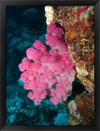 Framed Agincourt Reef, Great Barrier Reef, Queensland, Australia Print