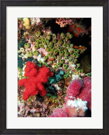 Framed Coral, Agincourt Reef, Great Barrier Reef, North Queensland, Australia Print