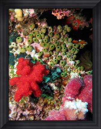 Framed Coral, Agincourt Reef, Great Barrier Reef, North Queensland, Australia Print