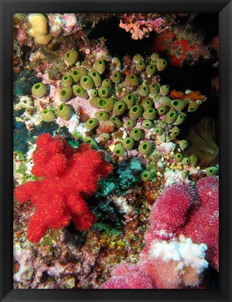 Framed Coral, Agincourt Reef, Great Barrier Reef, North Queensland, Australia Print