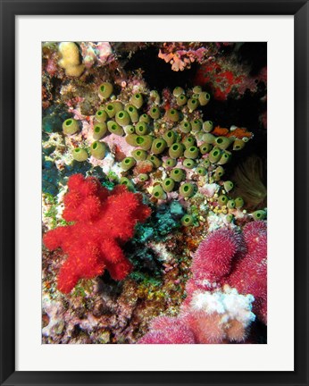 Framed Coral, Agincourt Reef, Great Barrier Reef, North Queensland, Australia Print