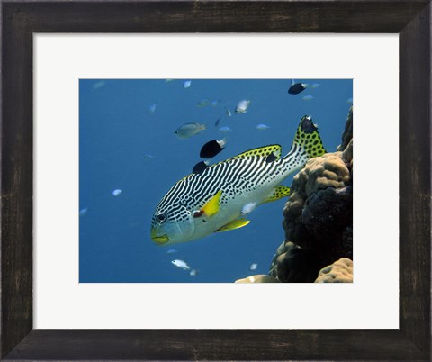 Framed Diagonal-Banded Sweetlips, Great Barrier Reef, Australia Print