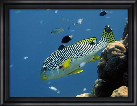 Framed Diagonal-Banded Sweetlips, Great Barrier Reef, Australia Print