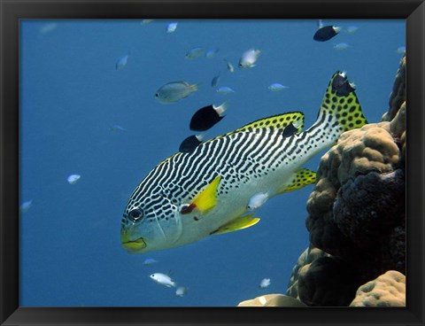 Framed Diagonal-Banded Sweetlips, Great Barrier Reef, Australia Print