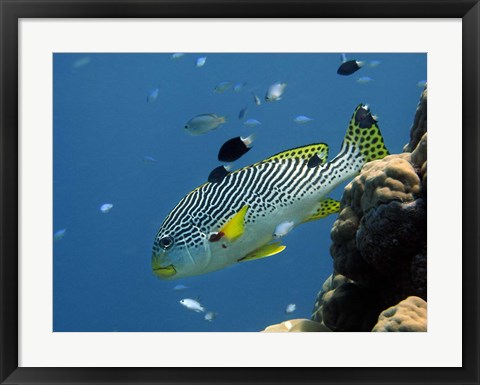 Framed Diagonal-Banded Sweetlips, Great Barrier Reef, Australia Print