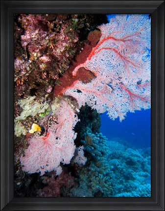 Framed Fan Coral, Agincourt Reef, Great Barrier Reef, North Queensland, Australia Print