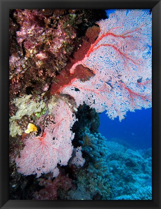 Framed Fan Coral, Agincourt Reef, Great Barrier Reef, North Queensland, Australia Print