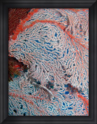 Framed Fan Coral, Great Barrier Reef, Queensland, Australia Print