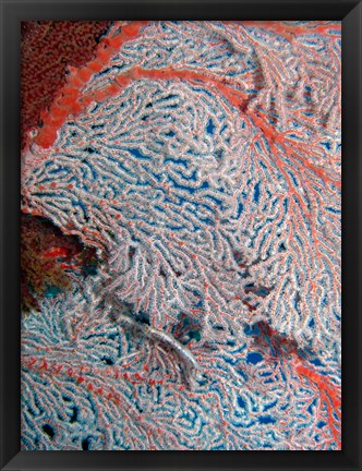 Framed Fan Coral, Great Barrier Reef, Queensland, Australia Print