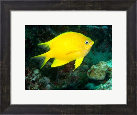 Framed Golden Damsel fish, Great Barrier Reef, Australia Print