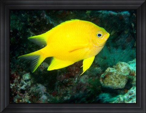 Framed Golden Damsel fish, Great Barrier Reef, Australia Print