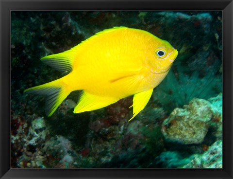 Framed Golden Damsel fish, Great Barrier Reef, Australia Print