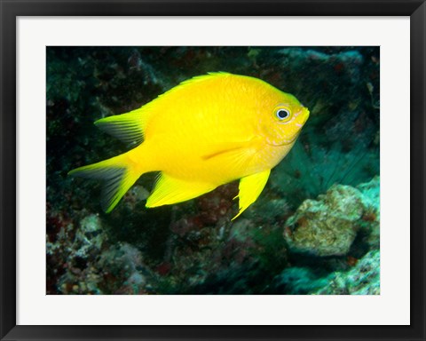 Framed Golden Damsel fish, Great Barrier Reef, Australia Print