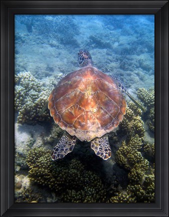 Framed Green Turtle, Low Isles, Great Barrier Reef, North Queensland, Australia Print