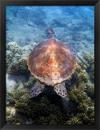 Framed Green Turtle, Low Isles, Great Barrier Reef, North Queensland, Australia Print