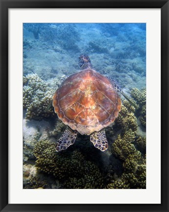 Framed Green Turtle, Low Isles, Great Barrier Reef, North Queensland, Australia Print