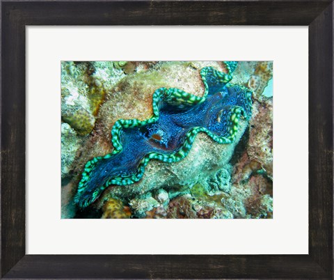 Framed Outlet Siphon, Giant Clam, Agincourt Reef, Great Barrier Reef, North Queensland, Australia Print