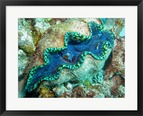 Framed Outlet Siphon, Giant Clam, Agincourt Reef, Great Barrier Reef, North Queensland, Australia Print