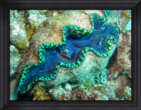 Framed Outlet Siphon, Giant Clam, Agincourt Reef, Great Barrier Reef, North Queensland, Australia Print