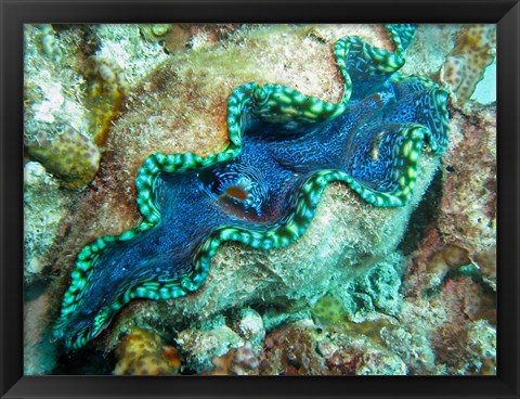 Framed Outlet Siphon, Giant Clam, Agincourt Reef, Great Barrier Reef, North Queensland, Australia Print