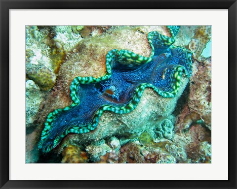 Framed Outlet Siphon, Giant Clam, Agincourt Reef, Great Barrier Reef, North Queensland, Australia Print