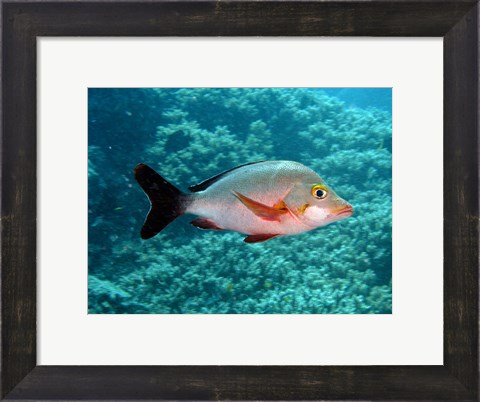 Framed Paddletail fish, Agincourt, Great Barrier Reef, Australia Print