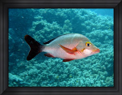 Framed Paddletail fish, Agincourt, Great Barrier Reef, Australia Print