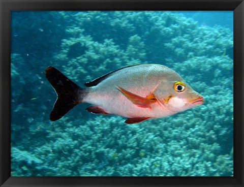 Framed Paddletail fish, Agincourt, Great Barrier Reef, Australia Print