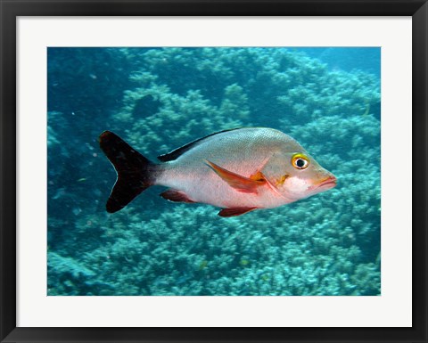 Framed Paddletail fish, Agincourt, Great Barrier Reef, Australia Print