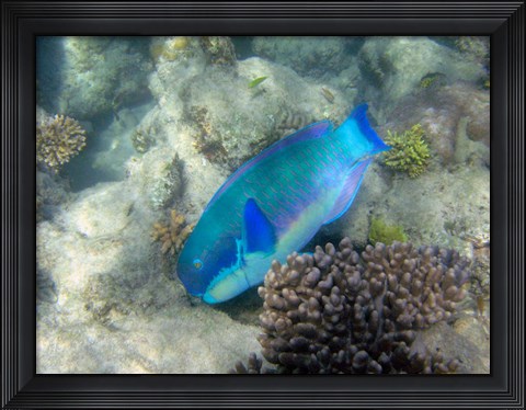 Framed Steephead Parrotfish, Great Barrier Reef, Australia Print