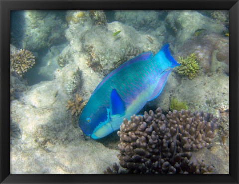 Framed Steephead Parrotfish, Great Barrier Reef, Australia Print