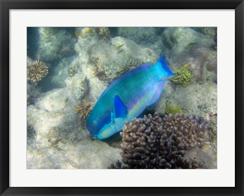 Framed Steephead Parrotfish, Great Barrier Reef, Australia Print