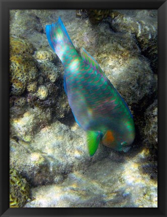 Framed Surf Parrotfish, Low Isles, Great Barrier Reef, Australia Print