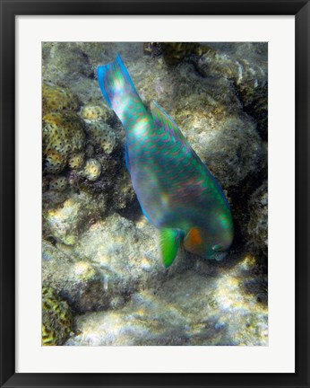 Framed Surf Parrotfish, Low Isles, Great Barrier Reef, Australia Print