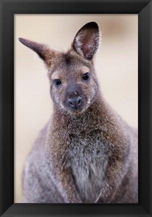 Framed Close up of Red-necked and Bennett&#39;s Wallaby wildlife, Australia Print